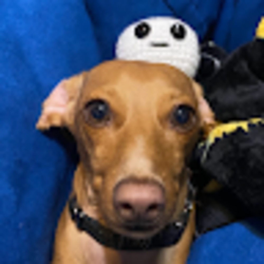 Meet your Posher, Leslie